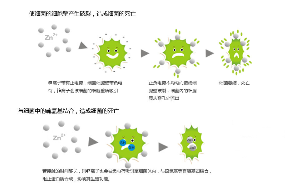 鋅離子抗菌機理.jpg