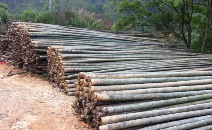 木材防霉,木材發(fā)霉,竹防霉