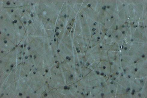 建筑材料,抗菌標(biāo)準(zhǔn),KF136,KF163