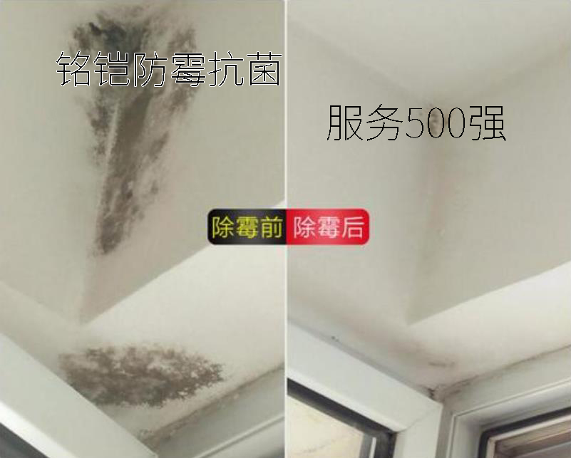 ks171,墻壁除霉劑